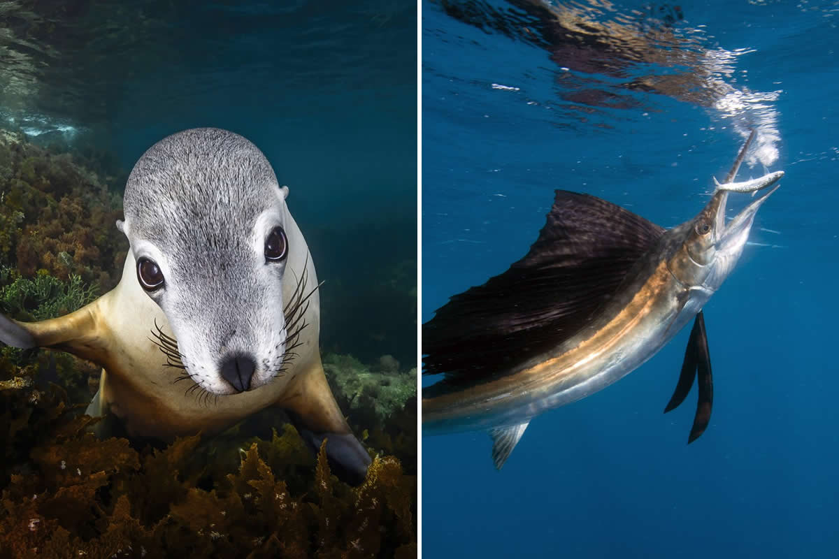 25 Breathtaking Underwater Winners from the 2025 reFocus Photographer of the Year Awards