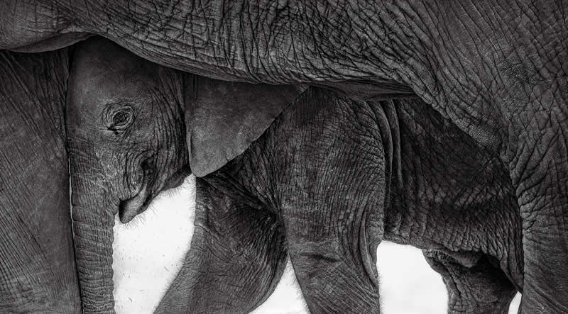 Silver: Haven by Preeti & Prashant Chacko -  - 2025 Refocus Photographer of the Year Awards Wildlife Winners