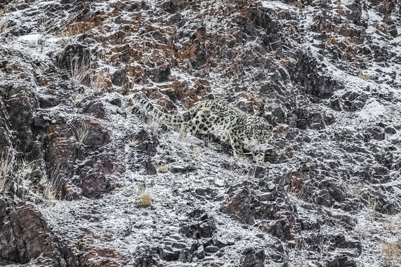 Bronze: Snow Leopard In Her Domain by Gero Heine -  - 2025 Refocus Photographer of the Year Awards Wildlife Winners