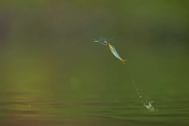Bronze: Heart Attack by Baiju Patil -  - 2025 Refocus Photographer of the Year Awards Wildlife Winners