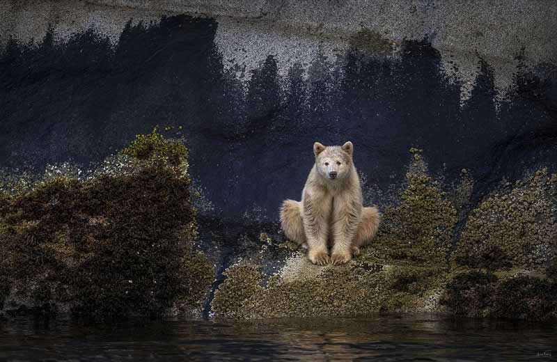 People&rsquo;s Vote Award: Barney by Michelle Valberg - 2025 Refocus Photographer of the Year Awards Wildlife Winners