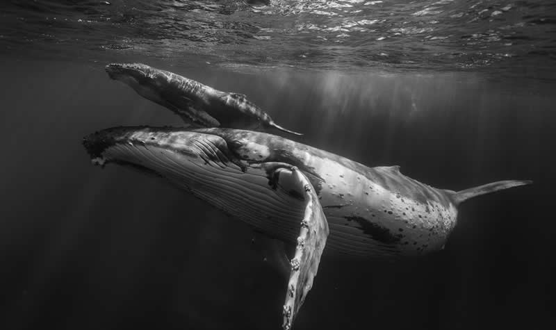 Cow and Calf by Pepe Salcedo - 2025 Refocus Photographer of the Year Awards Wildlife Winners