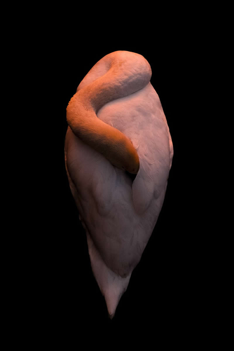 Sleeping Swan by Bj&oslash;rn Jansen - 2025 Refocus Photographer of the Year Awards Wildlife Winners