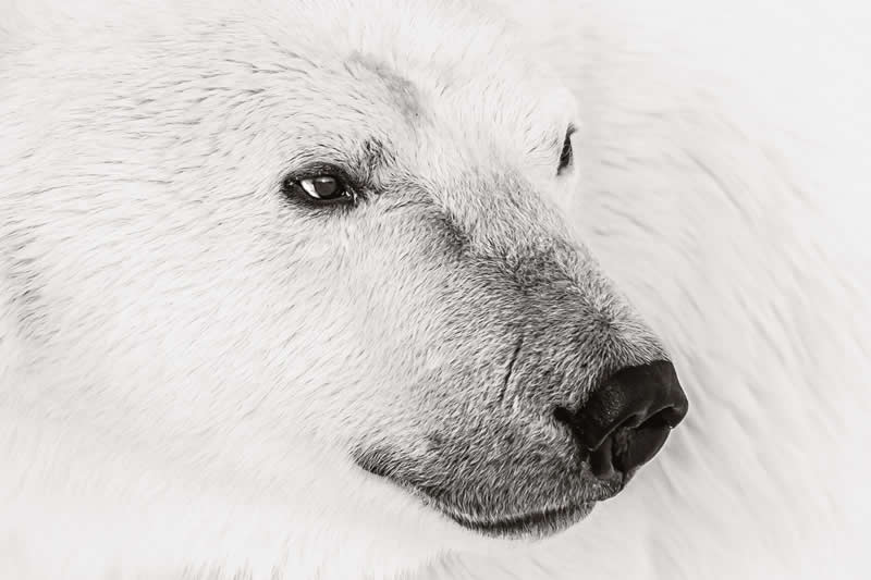 Ghosts of the Arctic by Randall Ball - 2025 Refocus Photographer of the Year Awards Wildlife Winners