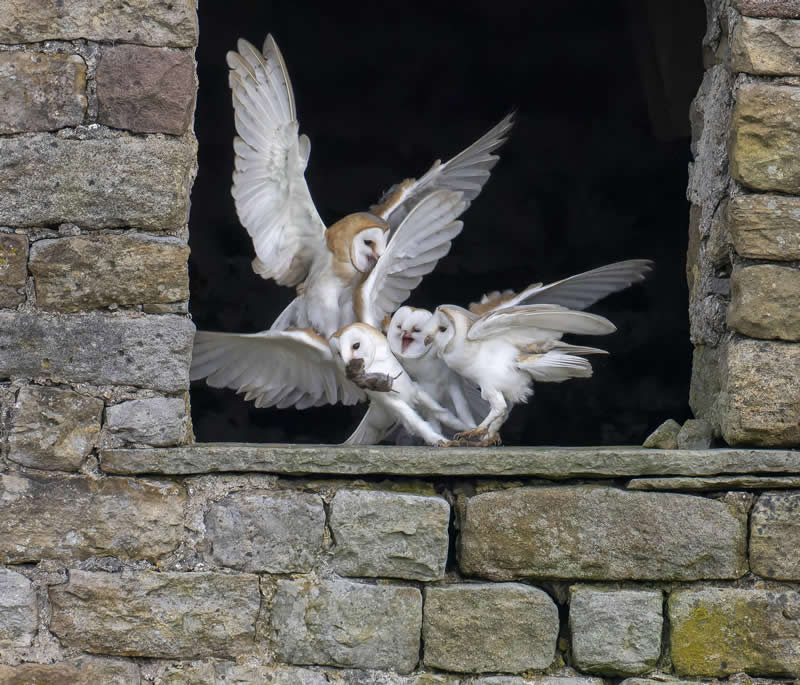 Food Fight by Vince Maidens - 2025 Refocus Photographer of the Year Awards Wildlife Winners