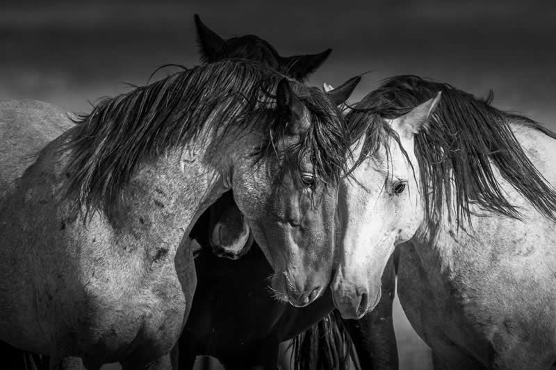 Wild Mustang Horses in a Conversation by Lisa Campbell - 2025 Refocus Photographer of the Year Awards Wildlife Winners