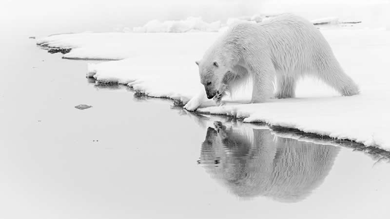 Mirror! Mirror! by Vicki Santello - 2025 Refocus Photographer of the Year Awards Wildlife Winners
