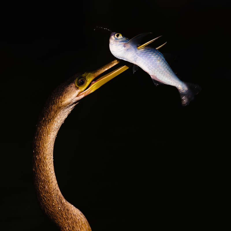Gold and Silver by Fabian Meckl - 2025 Refocus Photographer of the Year Awards Wildlife Winners