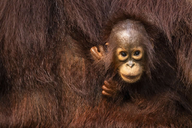 Peekaboo by Joergen Rasmussen - 2025 Refocus Photographer of the Year Awards Wildlife Winners