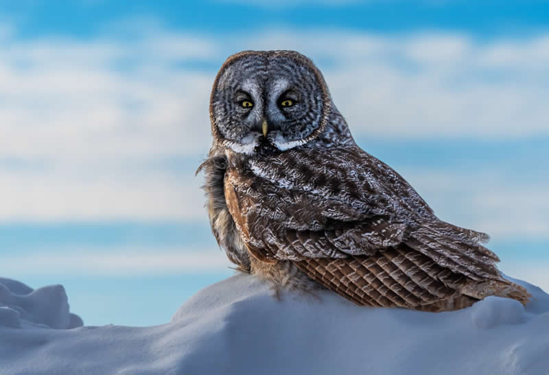 Solitude In Snow by Sandy Canuel - 2025 Refocus Photographer of the Year Awards Wildlife Winners