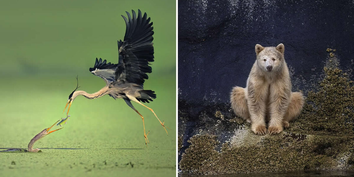 2025 Refocus Photographer of the Year Awards Wildlife Winners