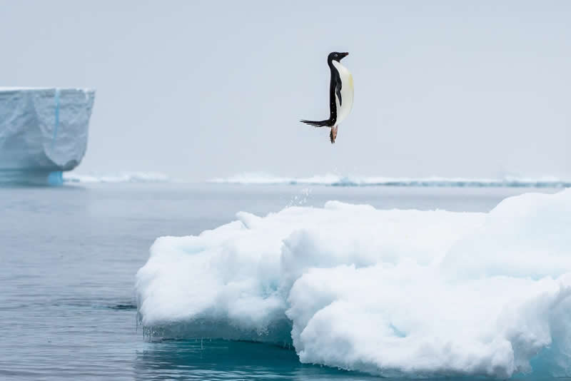  Penguin Pose by Mat Bell - reFocus Photographer of the Year Wildlife Winners