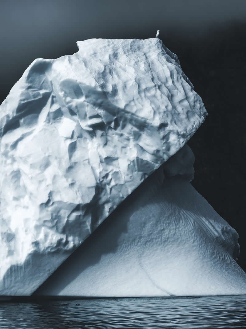  The sentinel by Mats Carduner - reFocus Photographer of the Year Wildlife Winners