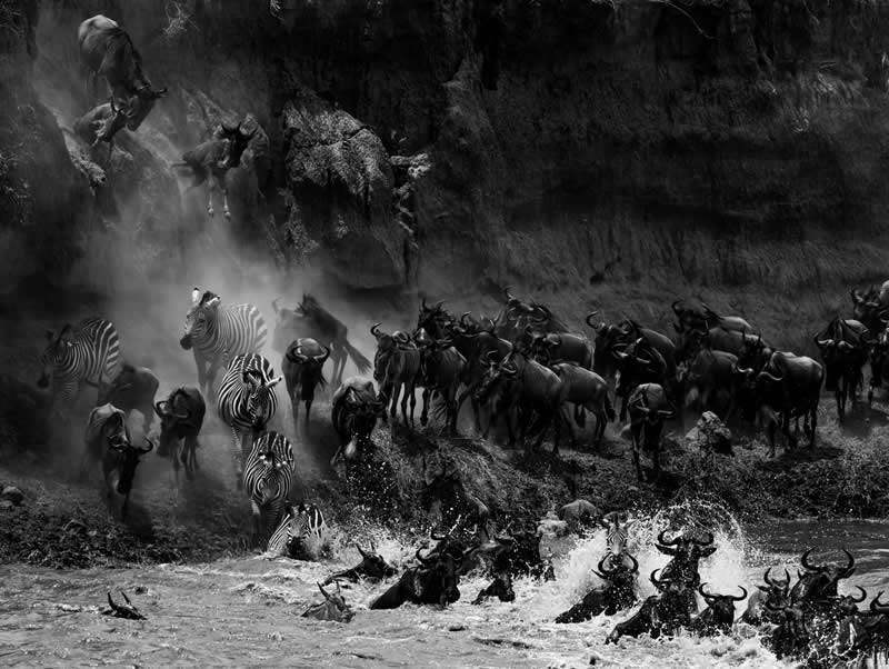  The Crossing by Mili L. Fitch - reFocus Photographer of the Year Wildlife Winners