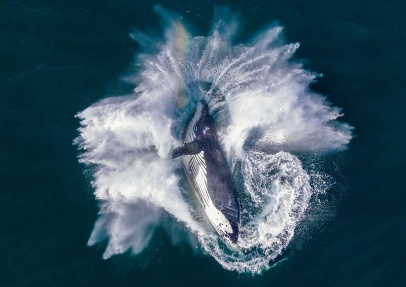  Prism Break by Scott Robert - reFocus Photographer of the Year Wildlife Winners