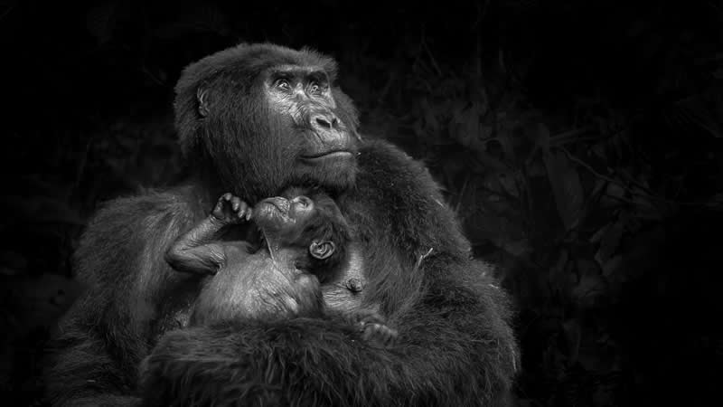  Looking To The Future by Kasey Mueller - reFocus Photographer of the Year Wildlife Winners