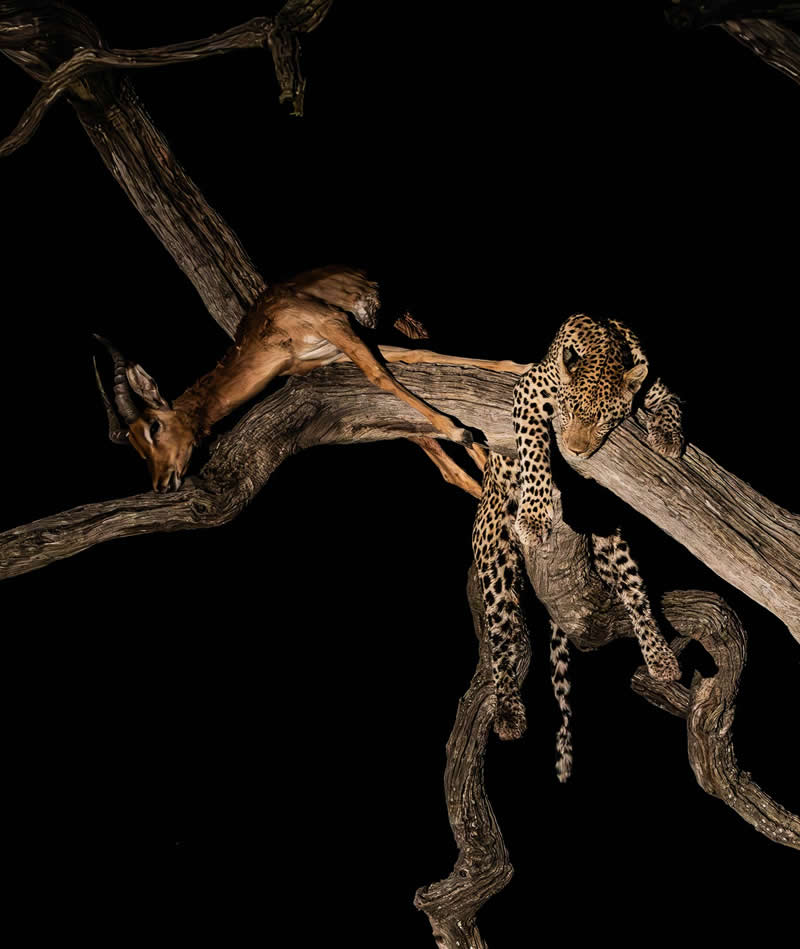  Lazy leopard by St.John Gunn - reFocus Photographer of the Year Wildlife Winners