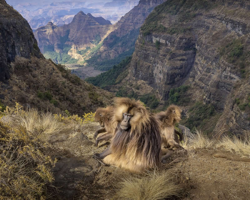 Geladas on the Roof of Africa by Turgay Uzer - reFocus Photographer of the Year Wildlife Winners