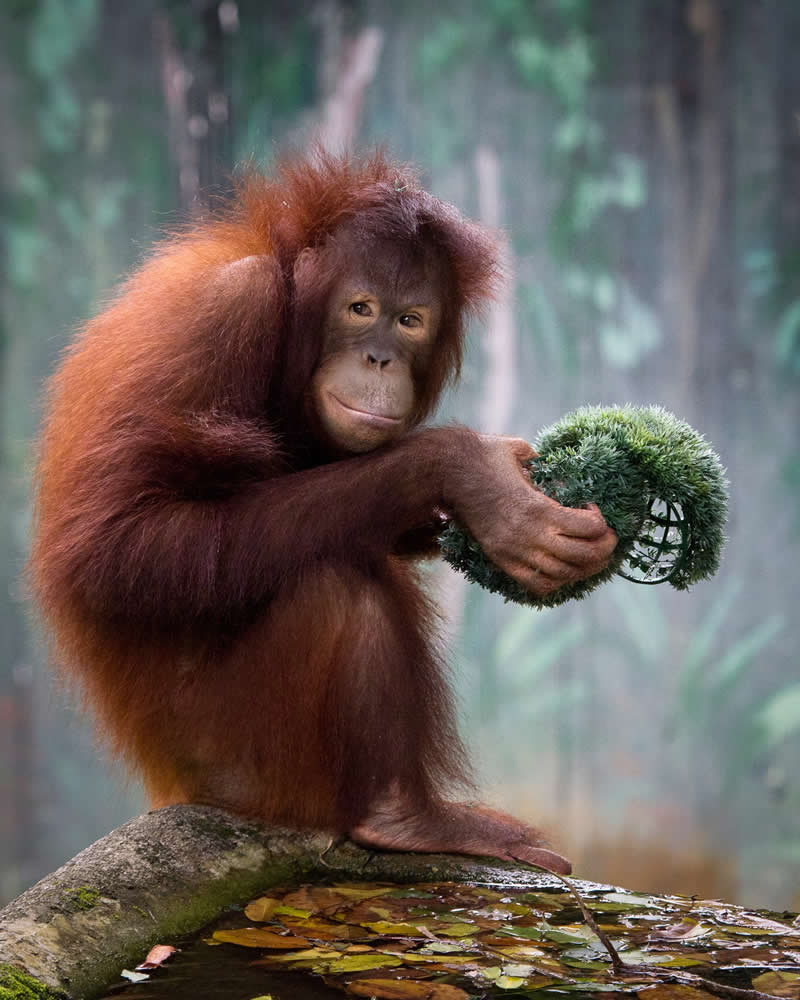  Bornean Orangutan by Dev Kumar - reFocus Photographer of the Year Wildlife Winners