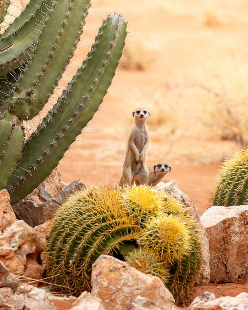 On the lookout by Rebecca Harvey - reFocus Photographer of the Year Wildlife Winners