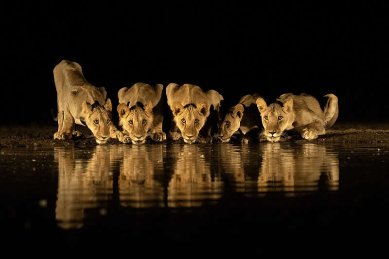 The midnight beauty by Dr Soumen Chanda - reFocus Photographer of the Year Wildlife Winners