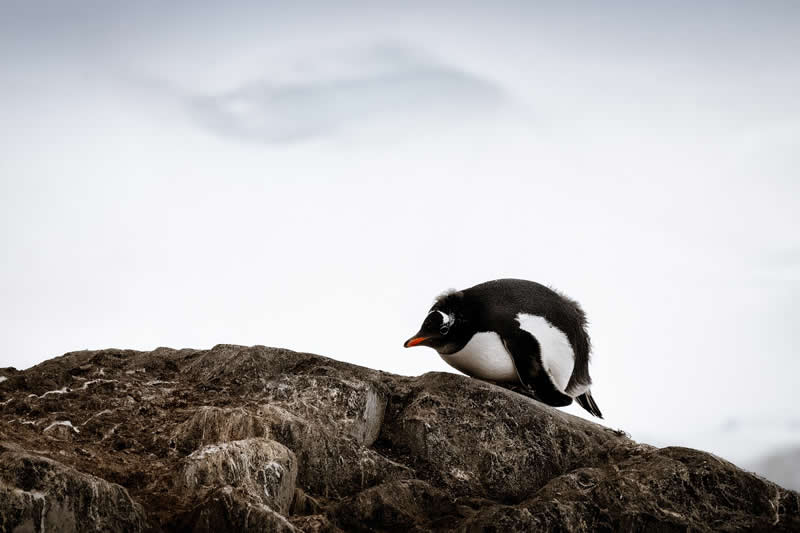 The Roundest Rebel by Leslie Robins - reFocus Photographer of the Year Wildlife Winners