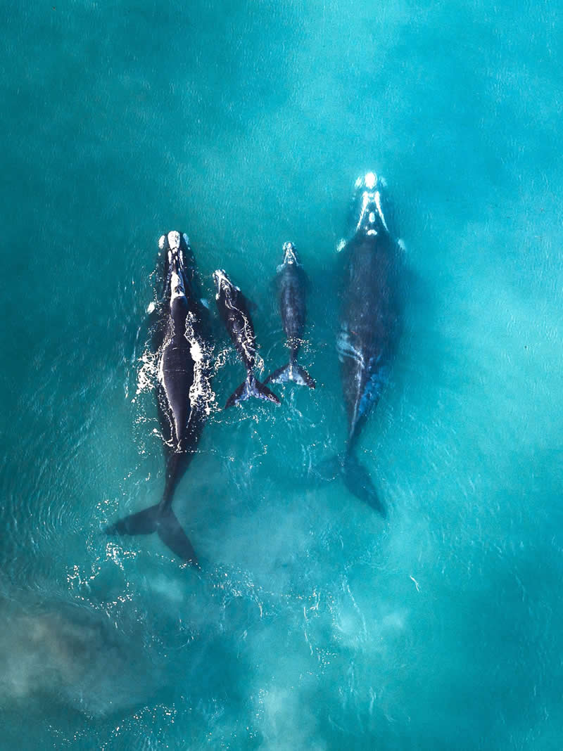 Journey together by Michiko Kimura - reFocus Photographer of the Year Wildlife Winners