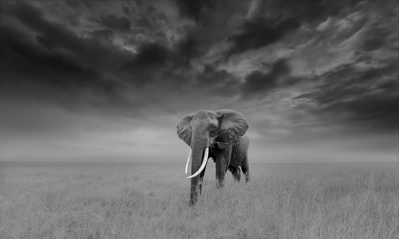 Stoic Composure by Bin Wang - reFocus Photographer of the Year Wildlife Winners