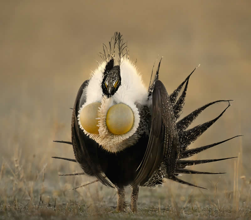 Giving His All by Thomas DeLiberto - reFocus Photographer of the Year Wildlife Winners