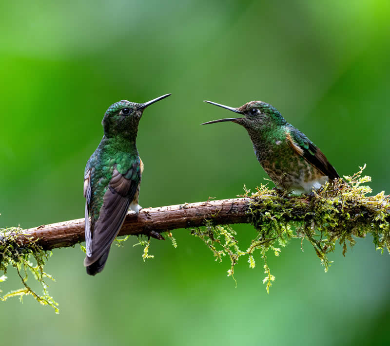 Arguments by A. Pires - reFocus Photographer of the Year Wildlife Winners