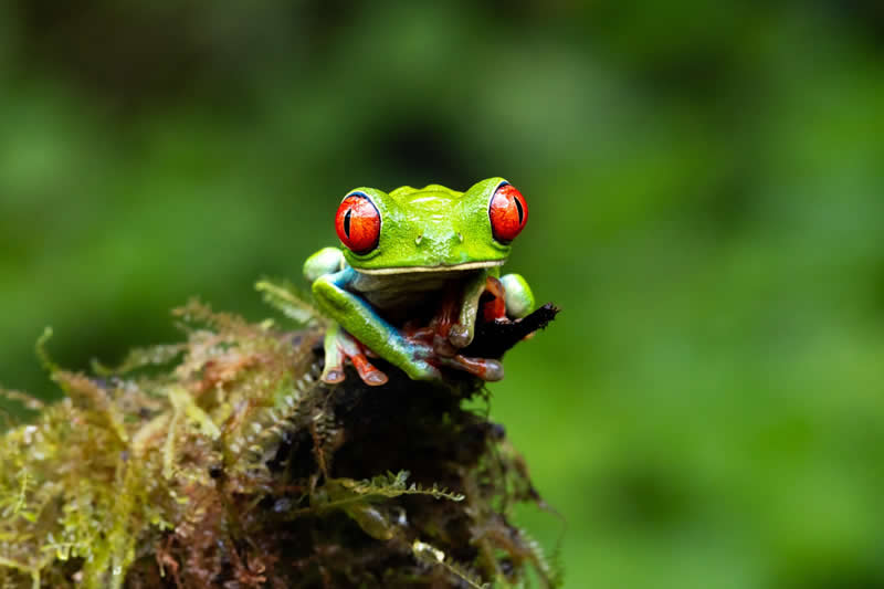 El guardián del musgo by Alvaro Mancilla Melo - reFocus Photographer of the Year Wildlife Winners