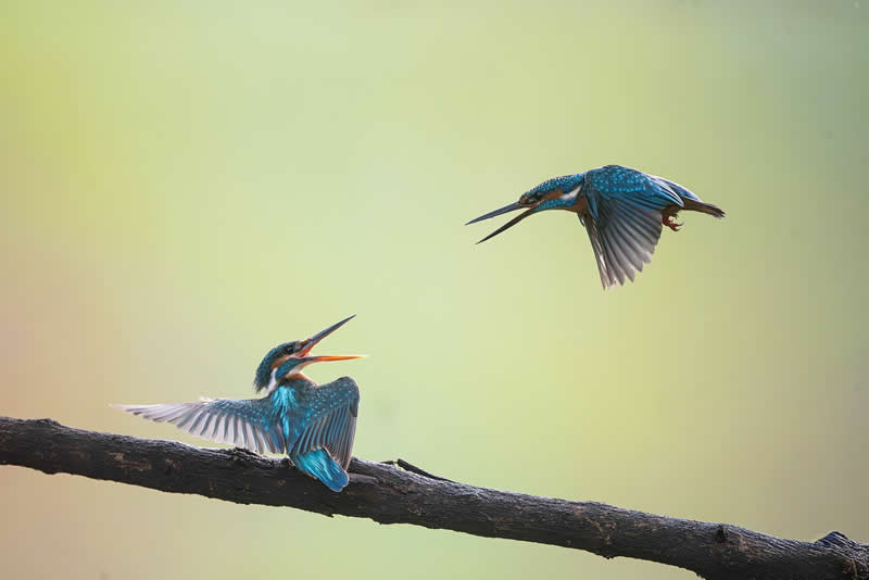 A Promise in the Air by Amit Joshi - reFocus Photographer of the Year Wildlife Winners