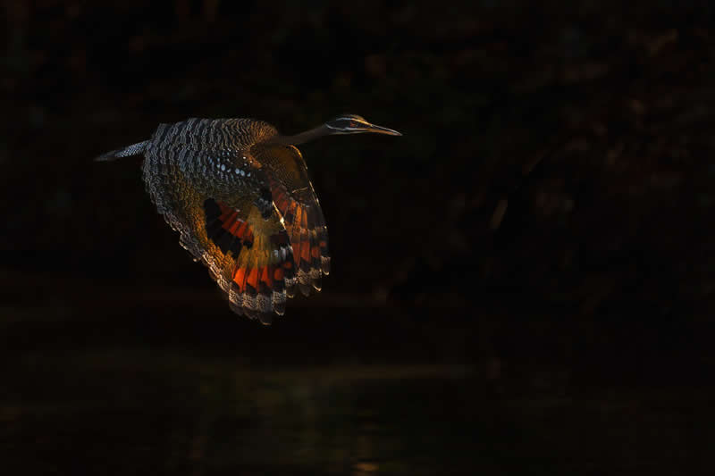 In the deep shade by Boris Droutman - reFocus Photographer of the Year Wildlife Winners