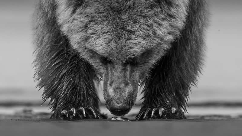 Hands Down by Deborah Russell - reFocus Photographer of the Year Wildlife Winners