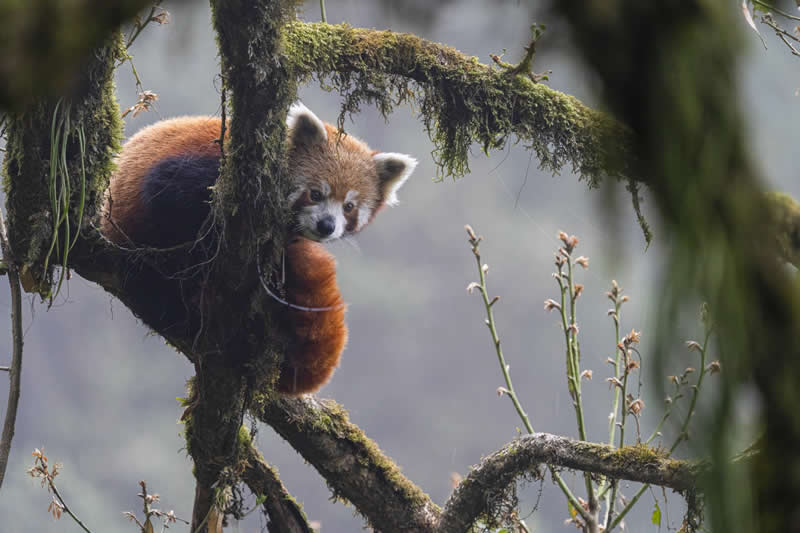 Cuteness Quotient 100 Out of 100 by Anil Kumar - reFocus Photographer of the Year Wildlife Winners