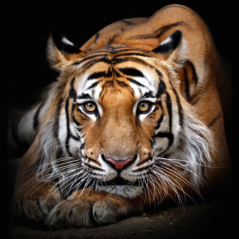 Panthera Tigris by Abdul Kader Kagalwala - reFocus Photographer of the Year Wildlife Winners