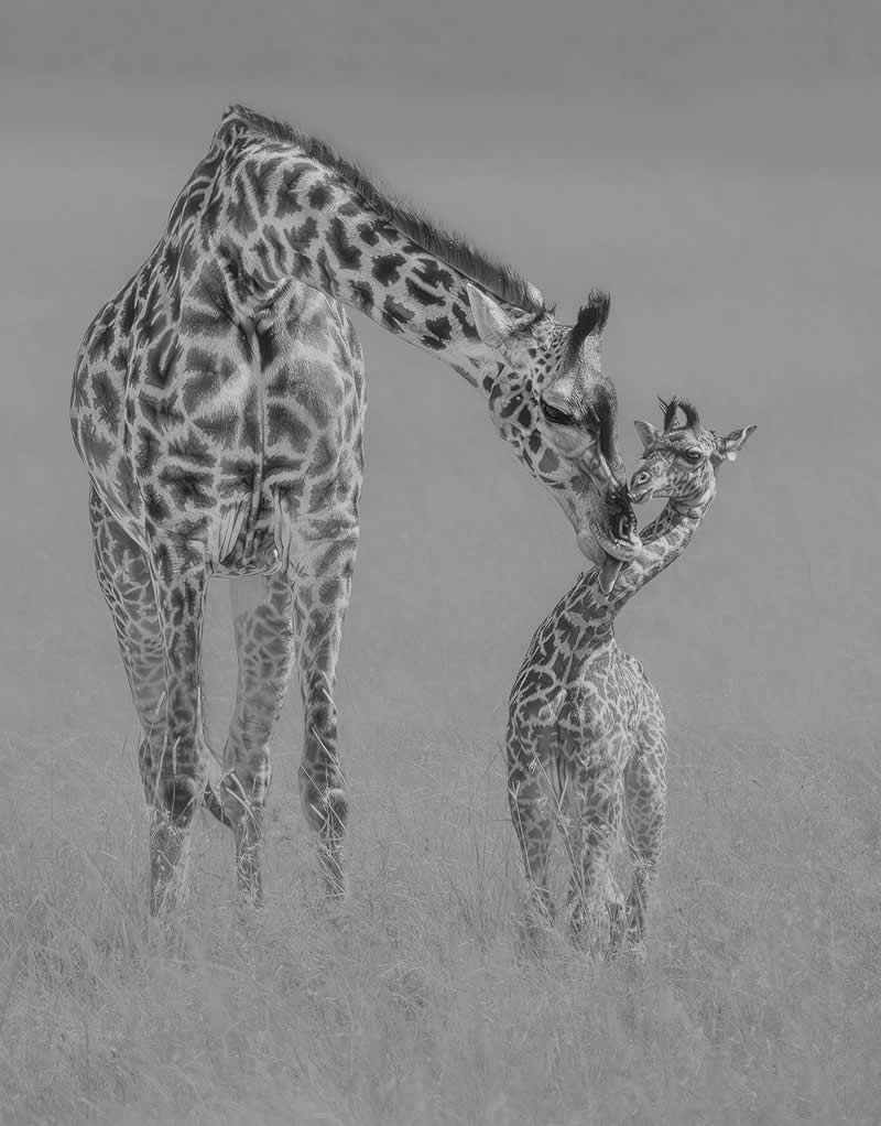 Mother's Love by Bin Wang - reFocus Photographer of the Year Wildlife Winners