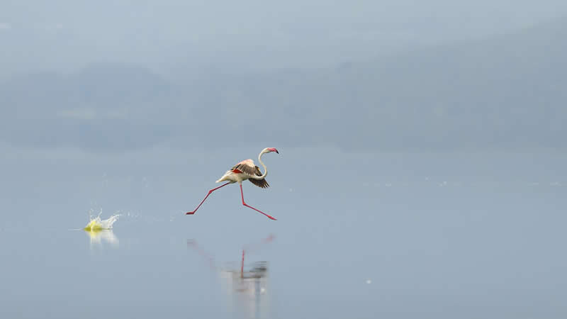 Walking on Water by Jack James - reFocus Photographer of the Year Wildlife Winners