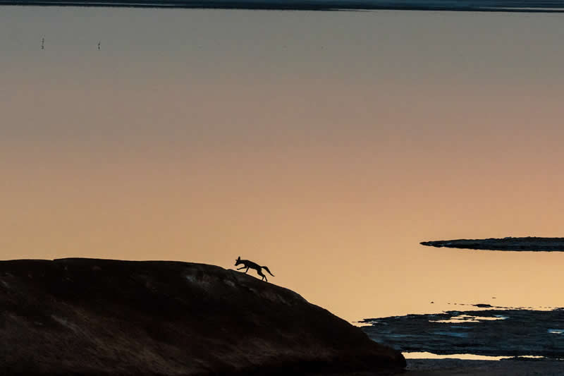 Living that lone wolf life by V Shiung Hiew - reFocus Photographer of the Year Wildlife Winners