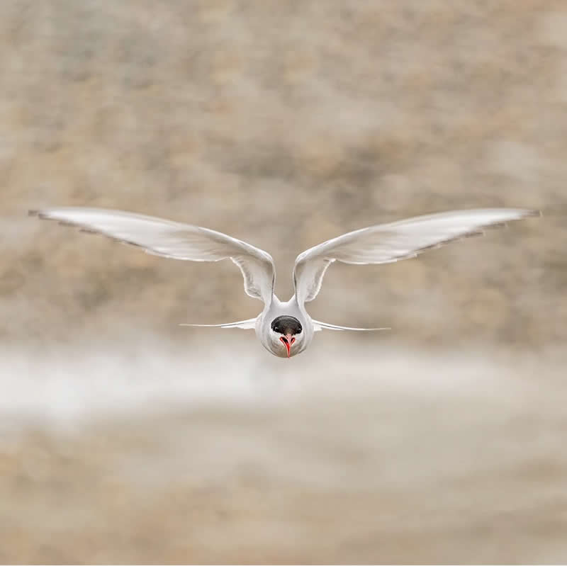 Arctic tern attack !!! by Ricardo Tormo - reFocus Photographer of the Year Wildlife Winners