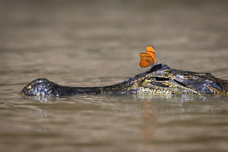 Caiman Tears by Rebecca DePorte - reFocus Photographer of the Year Wildlife Winners