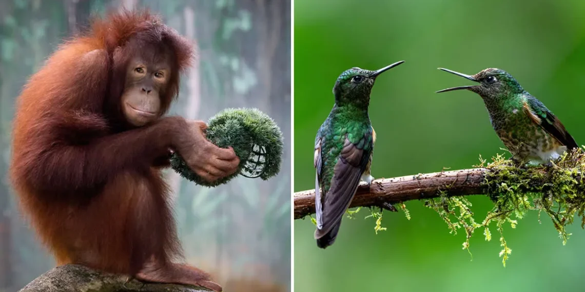 refocus photography wildlife