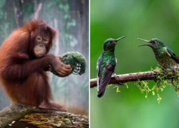 reFocus Photographer of the Year Wildlife Winners