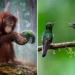 refocus photography wildlife