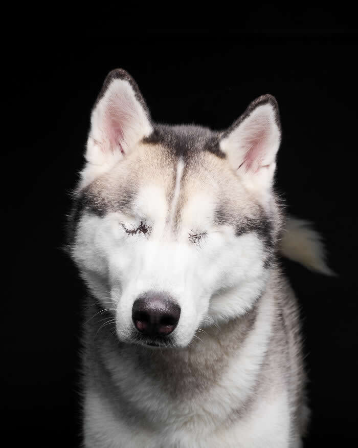 Rescue Dog Portraits by Butch McCartney