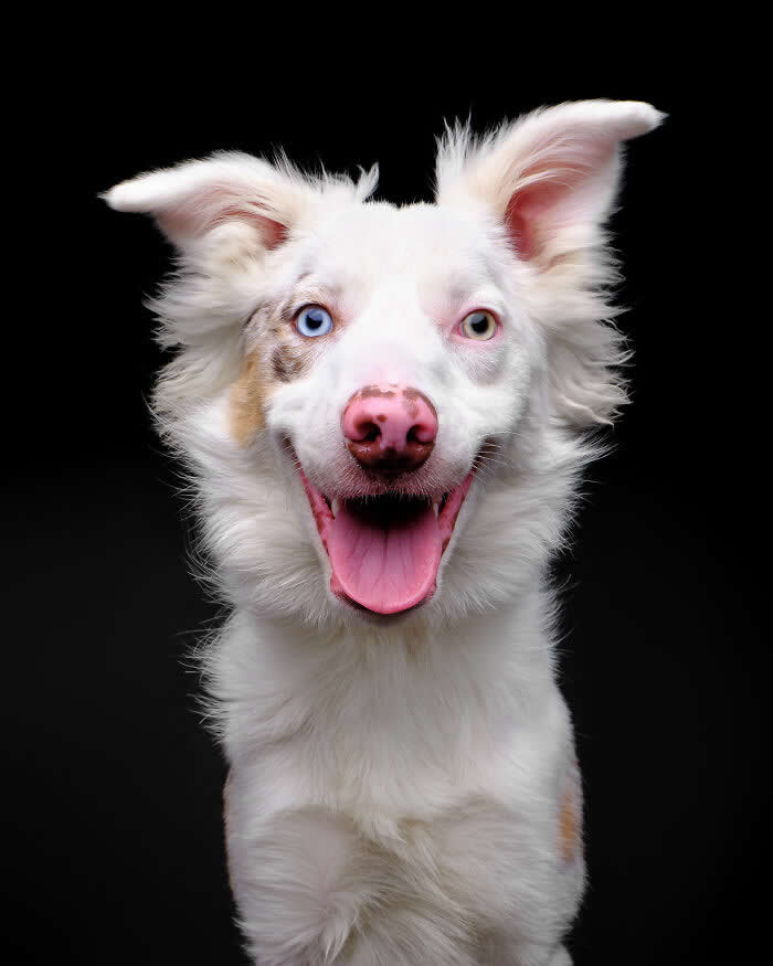 Rescue Dog Portraits by Butch McCartney