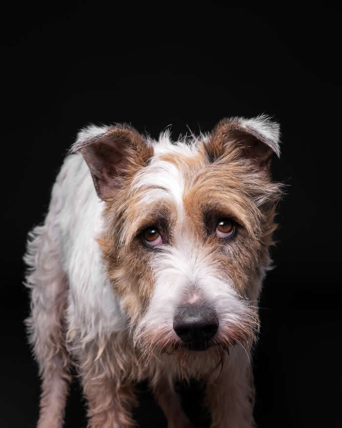 Rescue Dog Portraits by Butch McCartney