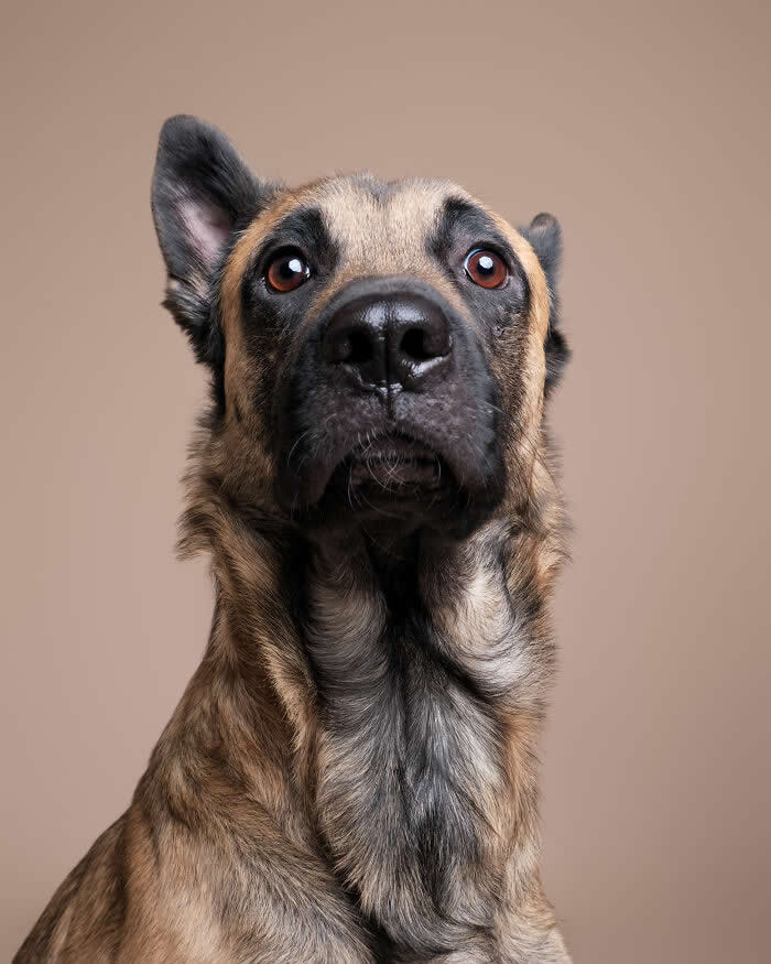 Rescue Dog Portraits by Butch McCartney