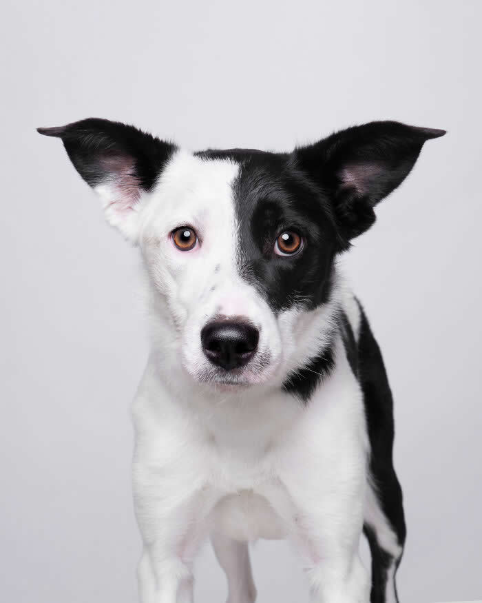 Rescue Dog Portraits by Butch McCartney