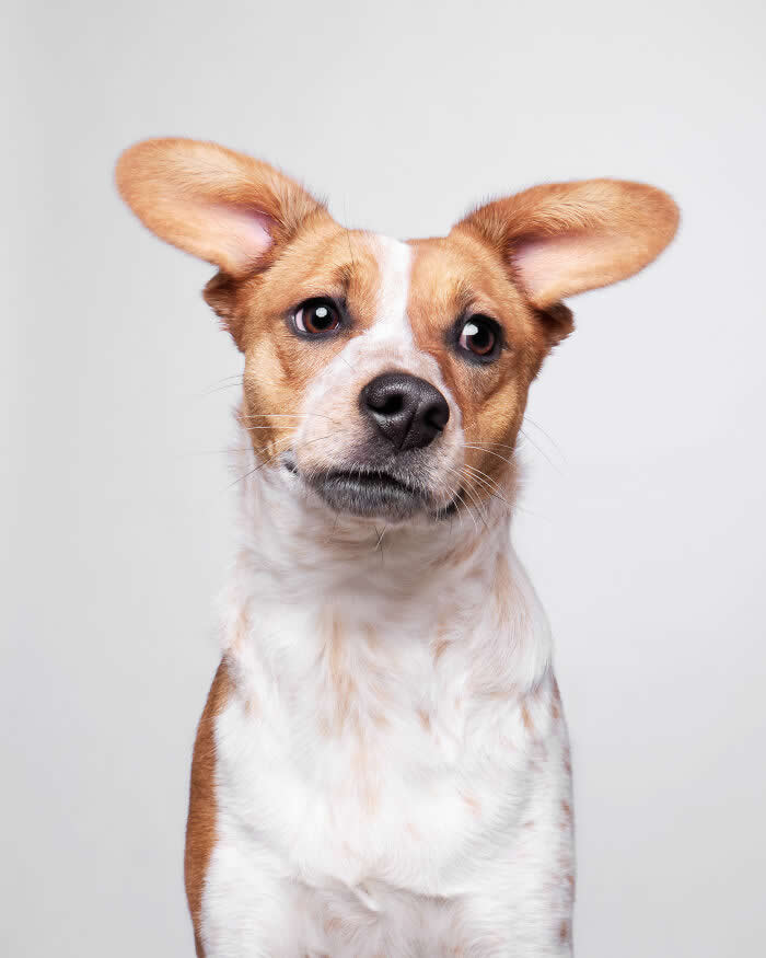 Rescue Dog Portraits by Butch McCartney